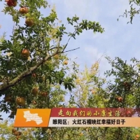 商丘睢陽(yáng)火紅石榴|映紅幸福好日子