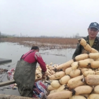 永城這里千畝蓮藕收獲了！快來圍觀大型采挖現(xiàn)場