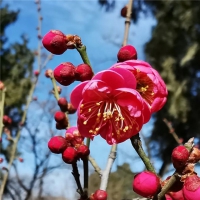 滿城春色，登封第一波美景上線