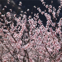 春風(fēng)吹靚青龍峽！