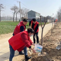 商丘市梁園區(qū)：干部下沉積極參與植樹(shù)造林活動(dòng)